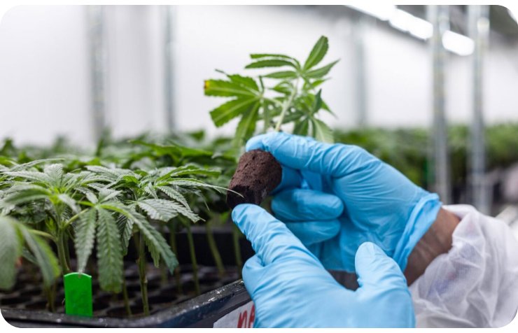 New elections: Cannabis experiment declared controversial
