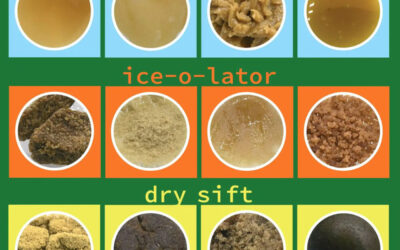 Campagne ‘Wat is Nederhasj?’ tegen onwetendheid en …