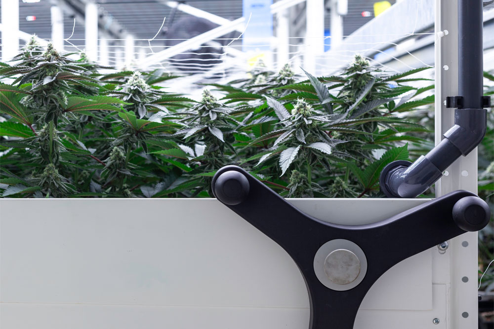 Kabinet houdt vast aan start gesloten coffeeshopketen op 7 april