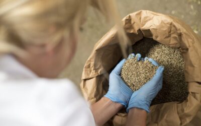 Simone van Breda over vrouwen in de cannabisindustrie