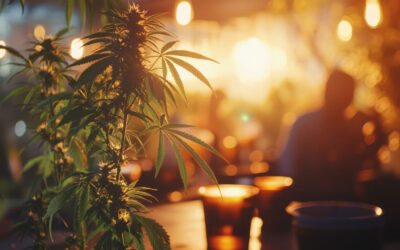 Trimbos: risico’s nemen toe buiten de coffeeshop – niet binnen