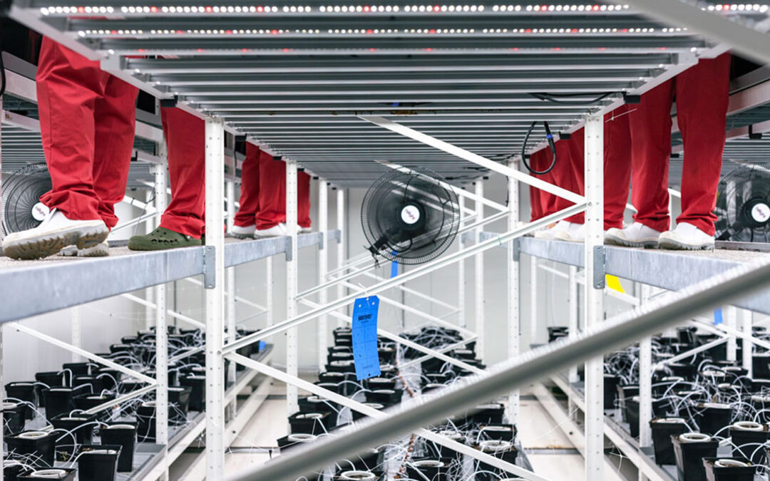 Vandaag van start: Nederlands wietexperiment officieel begonnen