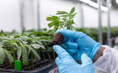 Nieuwe verkiezingen: Wietexperiment controversieel verklaard