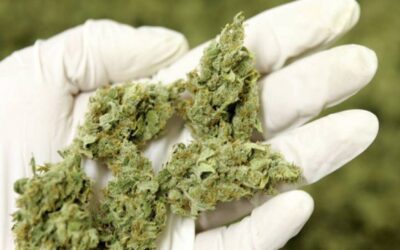 Wietexperiment meet effect op criminaliteit, veiligheid, overlast en volksgezondheid