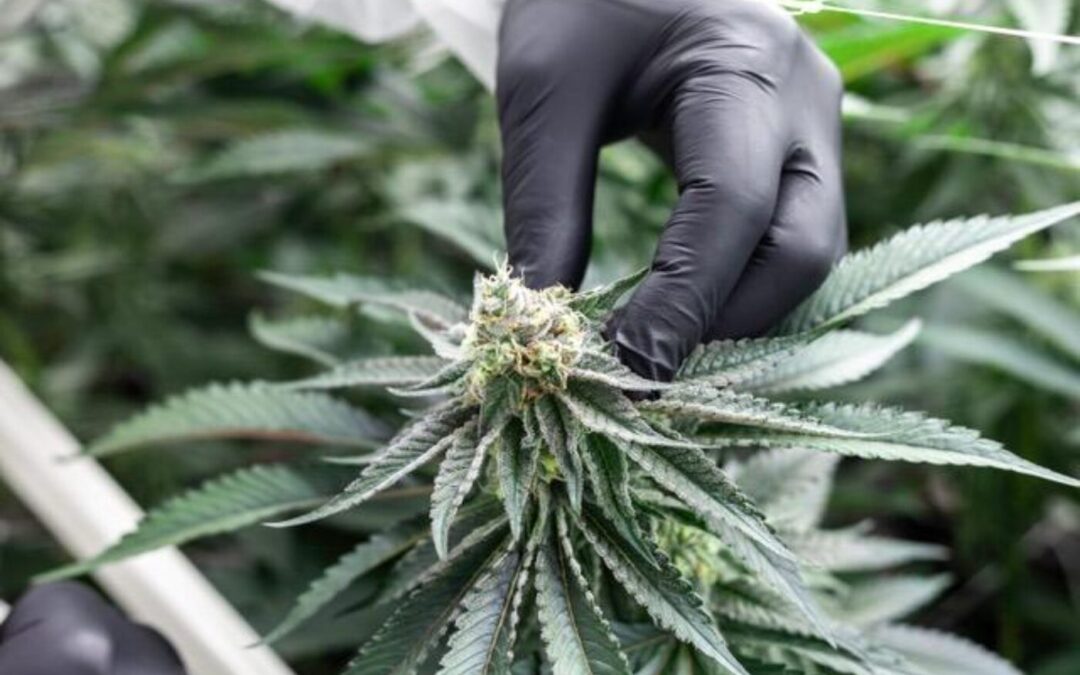 Nog 100 dagen tot de verkiezingen:  blijft het coffeeshopmodel bestaan?