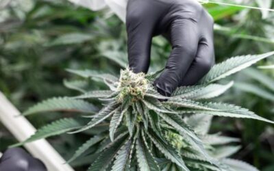 Nog 100 dagen tot de verkiezingen: blijft het coffeeshopmodel bestaan?